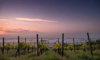 Unveiling the Vineyards of France: An Interactive Journey Through Bordeaux, Burgundy, Champagne, Rhône, and Loire Valleys